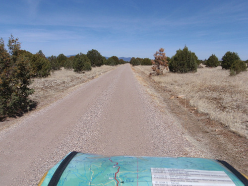 Cedar tree lined road.